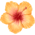 Florale