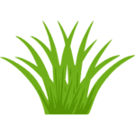 Herbacé