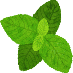 Menthe