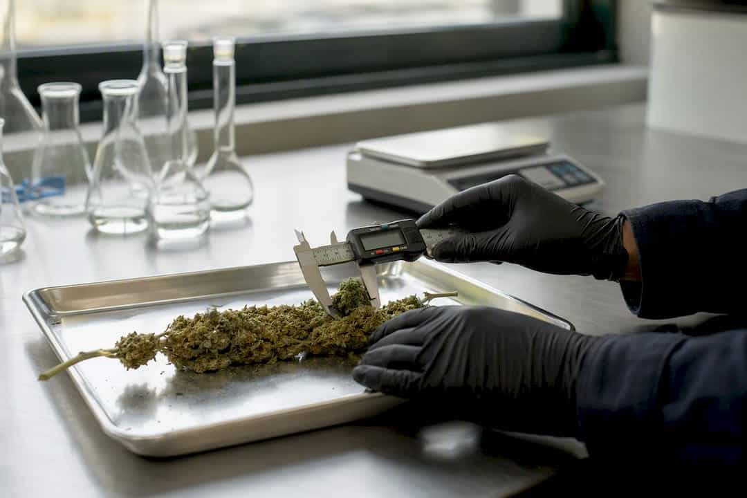 Douanier mesurant un échantillon de plante de cannabis