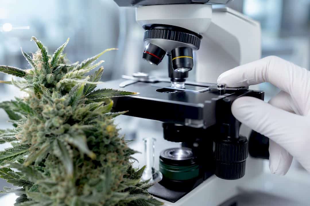 Trichomes de chanvre vus au microscope
