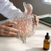 Modèle du système digestif et compte-gouttes de CBD