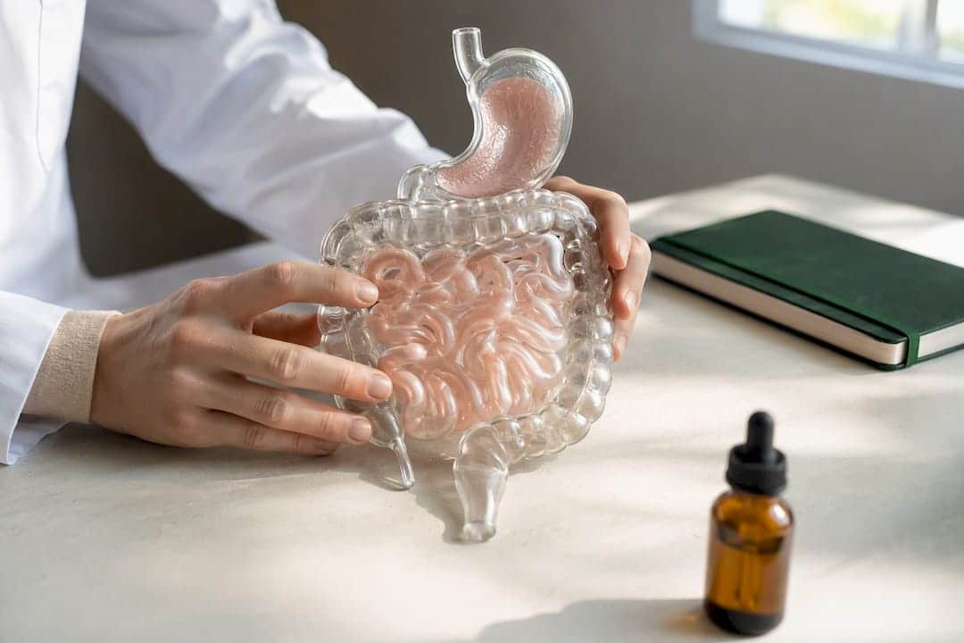 Modèle du système digestif et compte-gouttes de CBD
