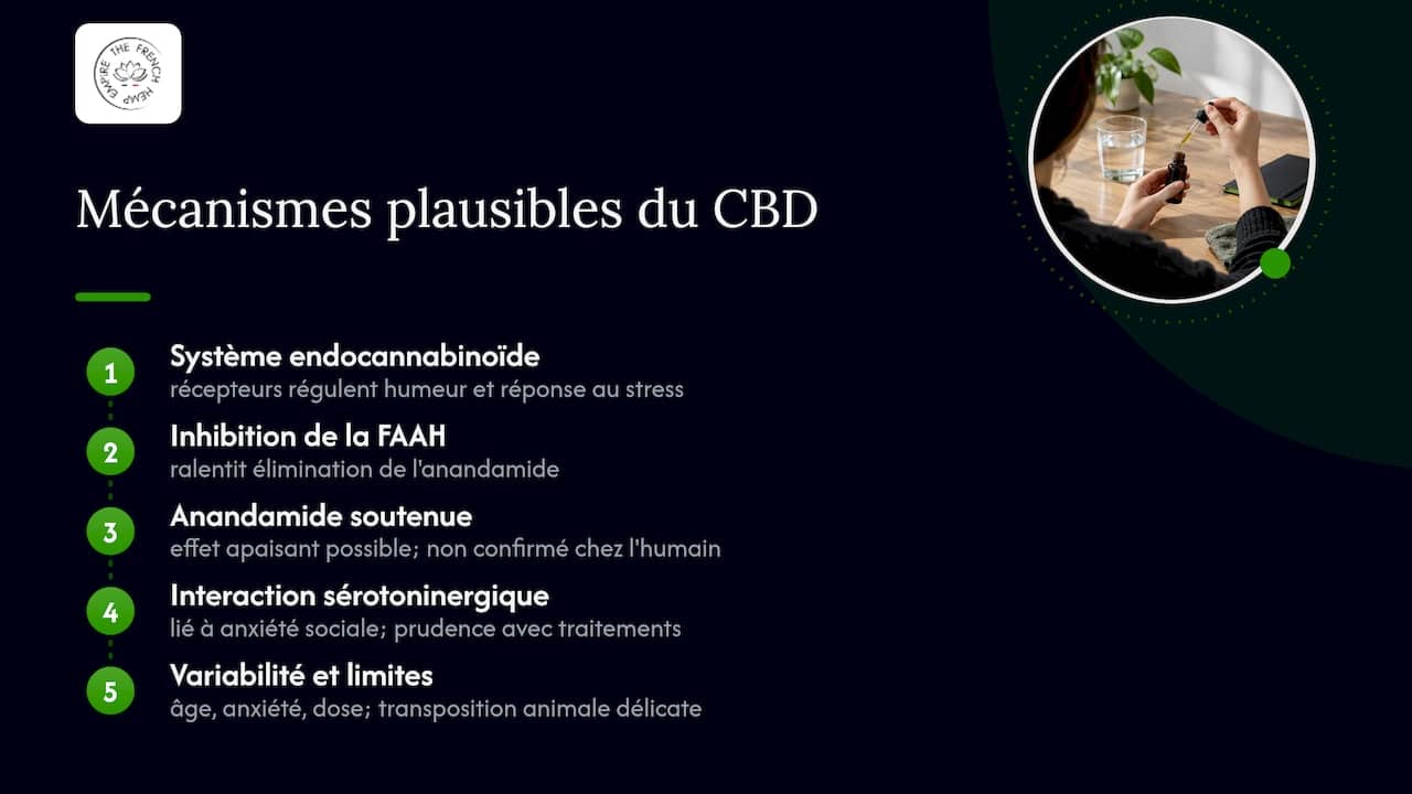 Fonctionnement et limites du CBD contre l’anxiété