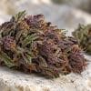 Fleur violette CBD : comprenez l’origine de la couleur, le rôle des anthocyanes et les critères utiles pour choisir vos fleurs sans vous fier au visuel seul.