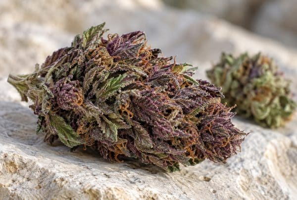 Fleur violette CBD : comprenez l’origine de la couleur, le rôle des anthocyanes et les critères utiles pour choisir vos fleurs sans vous fier au visuel seul.