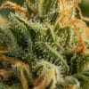 Trichomes CBD : découvrez leur rôle, l’aspect givré des fleurs et les limites des photos pour comparer fleurs, résines et analyses avant achat.